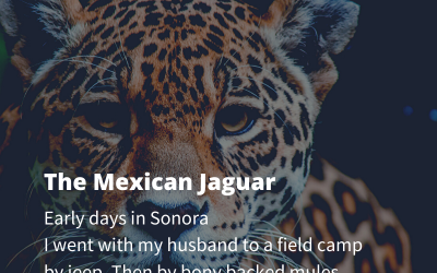 The Mexican Jaguar