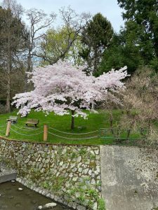 Cherry Blossoms