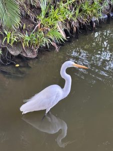 Sea Bird