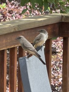 Birds